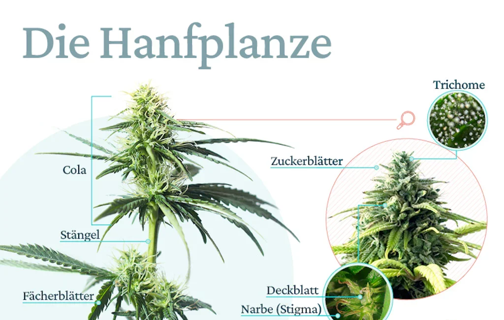 Aufbau der Hanfpflanze | Knowledge | Power of CBD